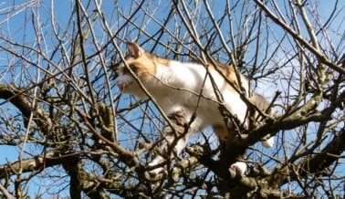 Hace falta todo un pueblo para salvar a un gato atrapado en un árbol