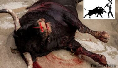 Pide al papa León XIV que se pronuncie contra las corridas de toros