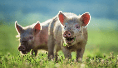 El Sol Brilla para los Cerdos en Carolina del Norte: PETA Acaba de Ganar Contra una Ley “Mordaza”