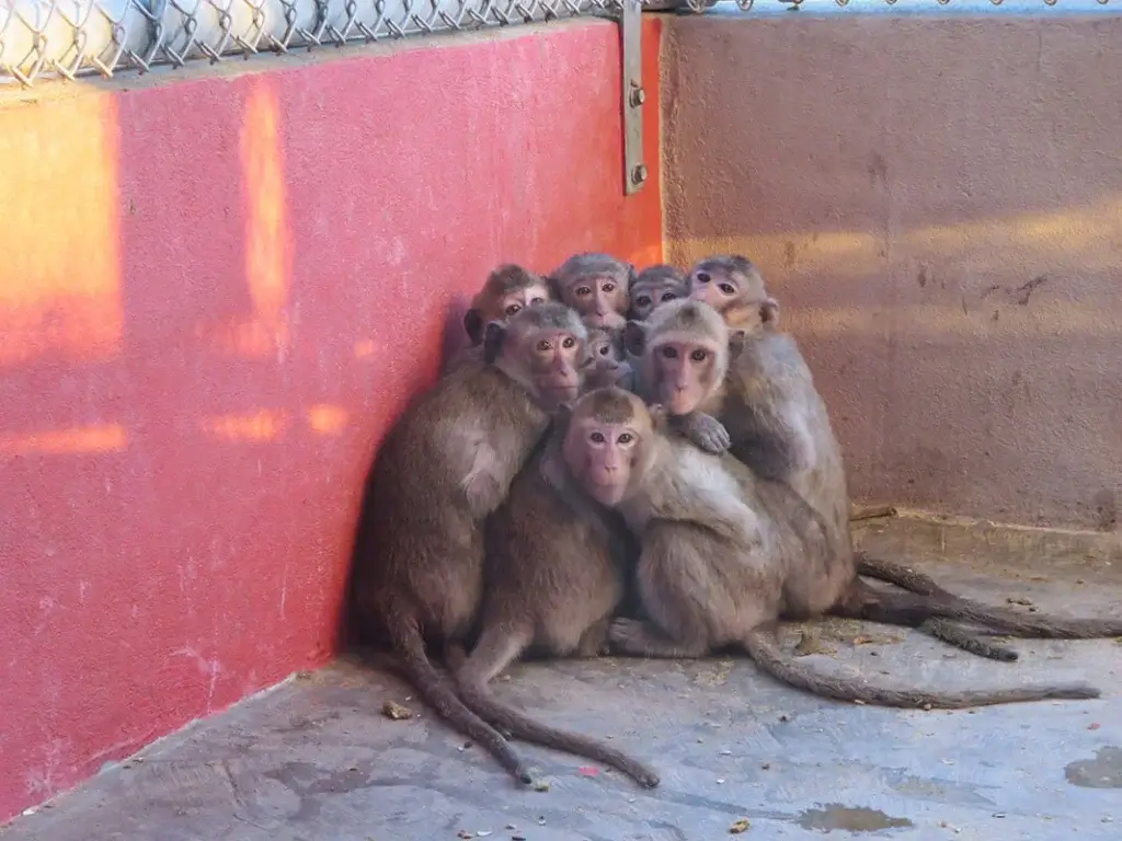 Primates en riesgo de chagas por experimentos