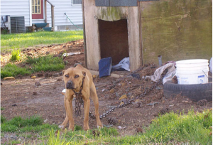 chained-dogs