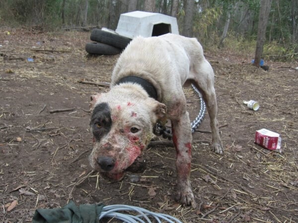 chained injured backyard dog