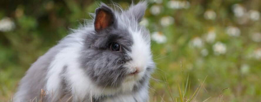 Programa global ‘Belleza Sin Conejitos’ de PETA