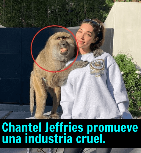 chantel jeffries promueve una industria cruel