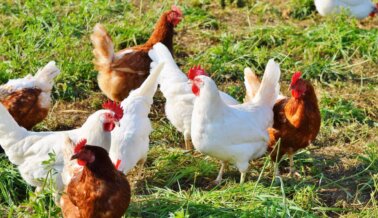 Mayo es el ‘Mes Internacional del Respeto por las Gallinas—¡Ponte en Acción para Ayudar a las Gallinas!