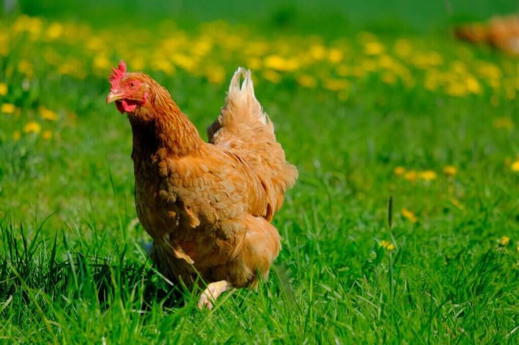 Gallina corriendo por el pasto