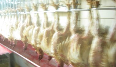 Trabajadores de matadero comienzan a usar pañales después de negarles descansos para ir al baño
