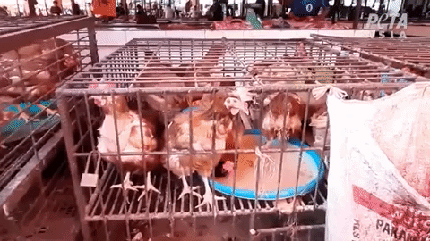 Pollos en mercado húmedo