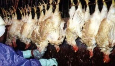 Trabajadores de Tyson Orinan Sobre Línea de Matanza y Torturan Aves