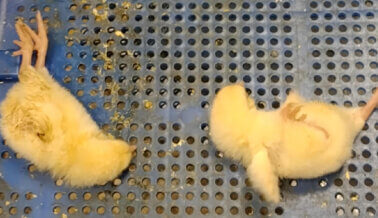 Informante Revela que Dejaban Sufrir a Polluelos en Wayne Farms Informante Revela que Dejaban Sufrir a Polluelos en Wayne Farms
