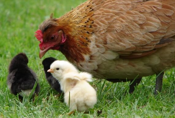 chicks and mother chicken (hen) -826945