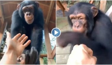 Zoológico de Carretera Myrtle Beach Explota Nuevamente a Chimpancé por Publicidad