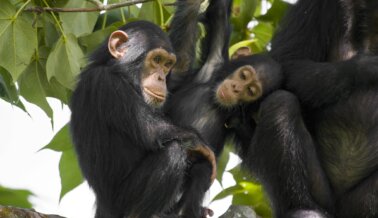 ¡Victoria! Walgreens se Despide de las Tarjetas de Felicitación que Se Burlan de los Chimpancés