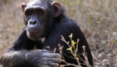 Cientos de chimpancés serán retirados de laboratorios