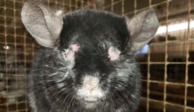 Comercios y Universidad de Minnesota Cortan Lazos con Criador de Chinchillas