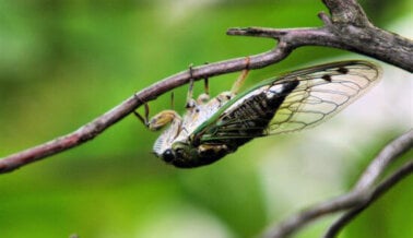 Los Pájaros Son Los Que Comen Cigarras: De Verdad. ¡No Te Las Comas!