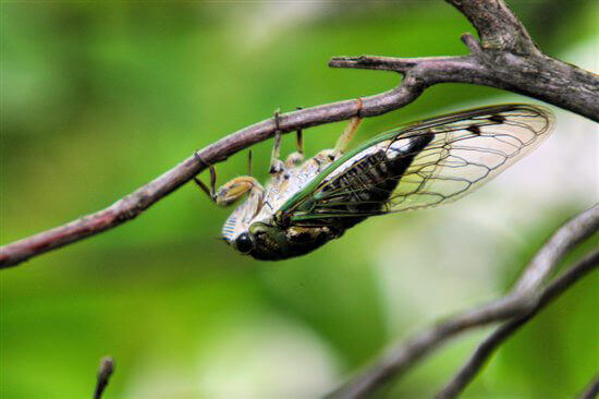 cigarra en la naturaleza