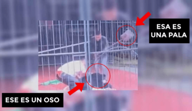 MIRA ESTO: Oso Embiste a Manejador Durante una Actuación y Es Golpeado Con una Pala