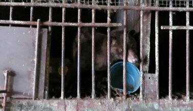 Las Civetas Sufren por el Kopi Luwak o “Café de Civeta”. Insta a Estas Compañías a Actuar Ahora Las Civetas Sufren por el Kopi Luwak o “Café de Civeta”. Insta a Estas Compañías a Actuar Ahora