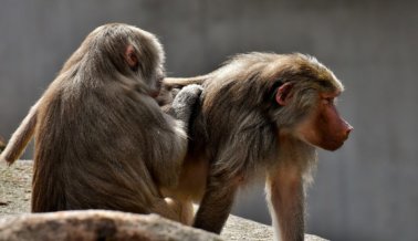 Babuinos Escapan de laboratorio conocido por maltratar y asesinar primates