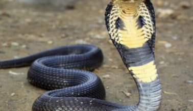 Cantante muere después de mordedura de una cobra usada en su espectáculo