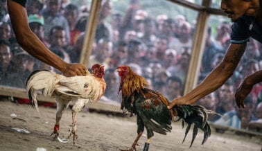 Cómo Ayudar a los Gallos Usados en las Peleas de Gallos