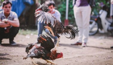 2000 Aves Presuntamente Usadas para Peleas de Gallos Incautadas en Dallas
