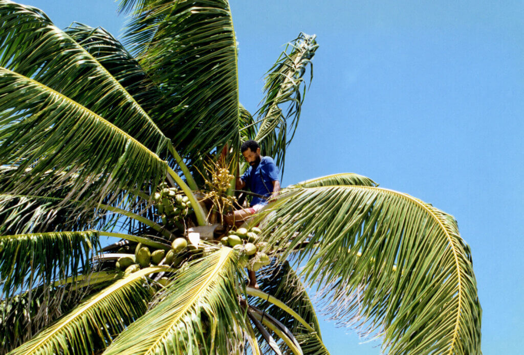Human harvesting coconuts in tree