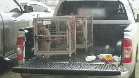Monkeys in cage