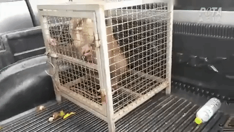 Monkey shaking cage bars