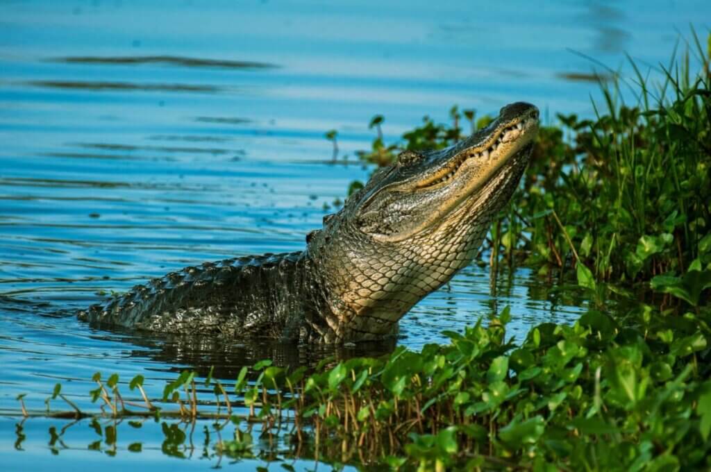 Crocodile in water