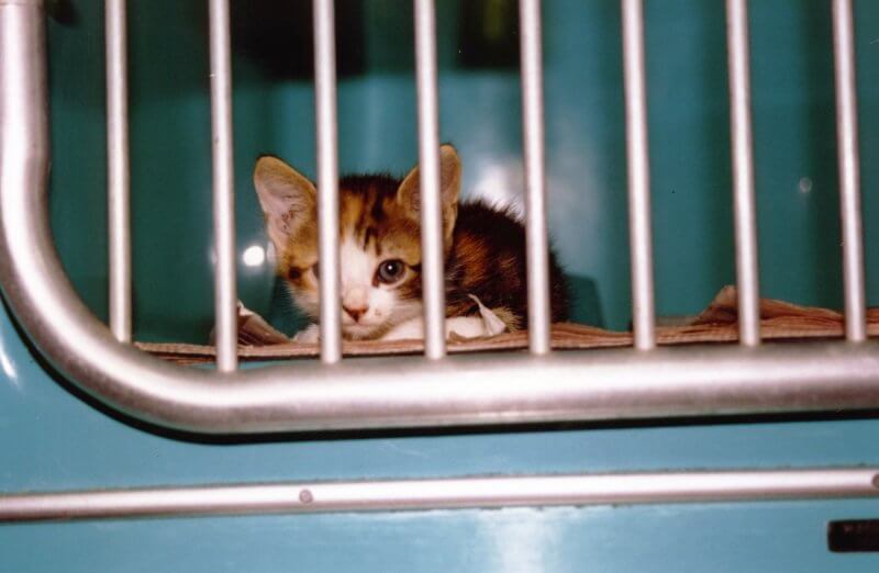 kitten in shelter cage