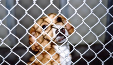 ¡Victoria! El NIH deja de financiar experimentos en perros perdidos y robados
