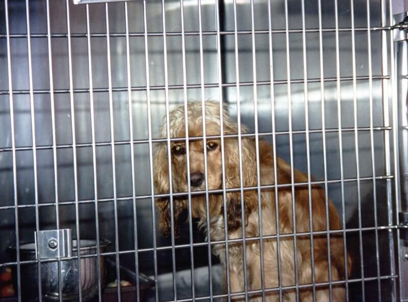 Dog in shelter cage