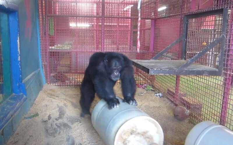 connor-missouri-primate-foundation-chimp