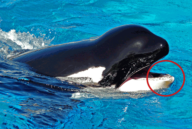 corky-teeth-seaworld-orca