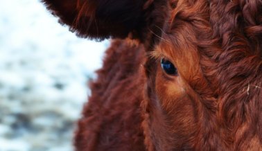 7 por ciento de los adultos estadounidenses creen que la leche de chocolate proviene de vacas color café