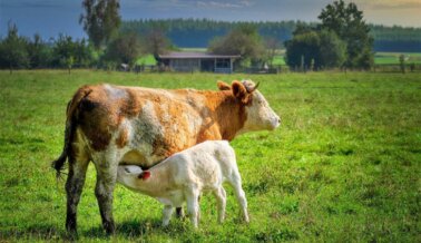 Honra a todas las madres en este Día de las Madres