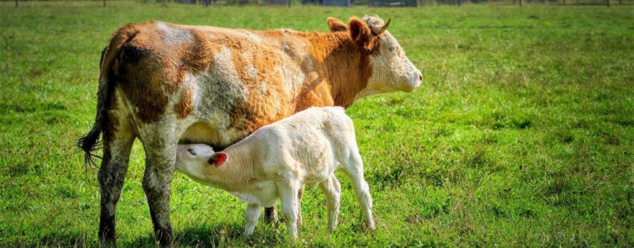 Queso vegano, ¡por favor! Pide a Domino’s que agregue queso sin lácteos a su menú