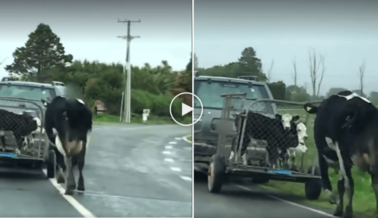 Madre Persigue Inútilmente a Sus Becerros Robados en un Video Desgarrador