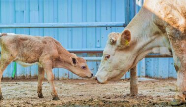 ¿Qué Significa para los Animales la Agricultura Regenerativa y Otros Métodos ‘Sostenibles’?
