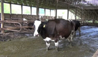 Vacas Obligadas a Vivir en Sus Propios Desechos en Una Granja de Lácteos