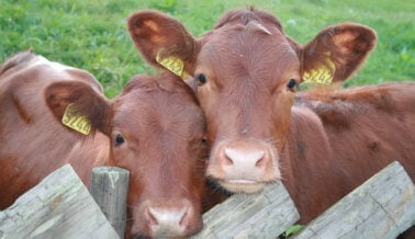 16 fotos que te harán cambiar de opinión acerca de comer carne