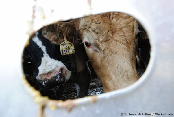 cows-in-truck-credited