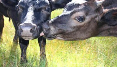 Video: Las vacas no abandonan a un amigo caído
