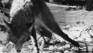 Las fauces de la muerte: Cómo torturan y matan animales las trampas de mandíbulas de acero