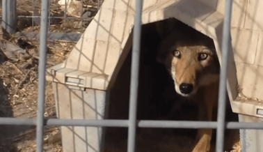 VIDEO: Sufrimiento y Muerte en Proveedor de Animales de Hollywood