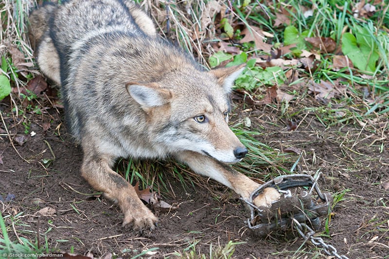 Coyote in Trap