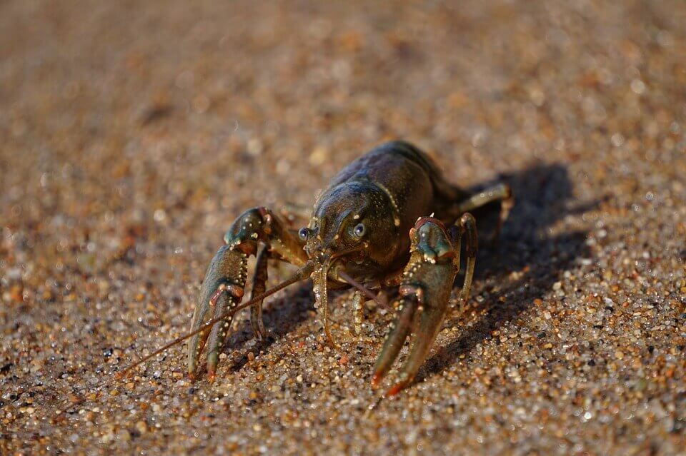 crayfish on the beach