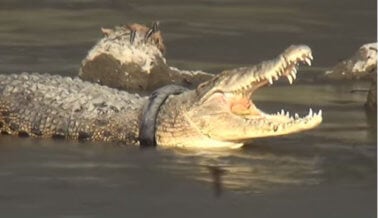 Carrera contra el tiempo para salvar a cocodrilo con neumático atascado alrededor del cuello